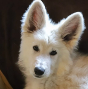 White Swiss Shepherd Dog puppy for sale