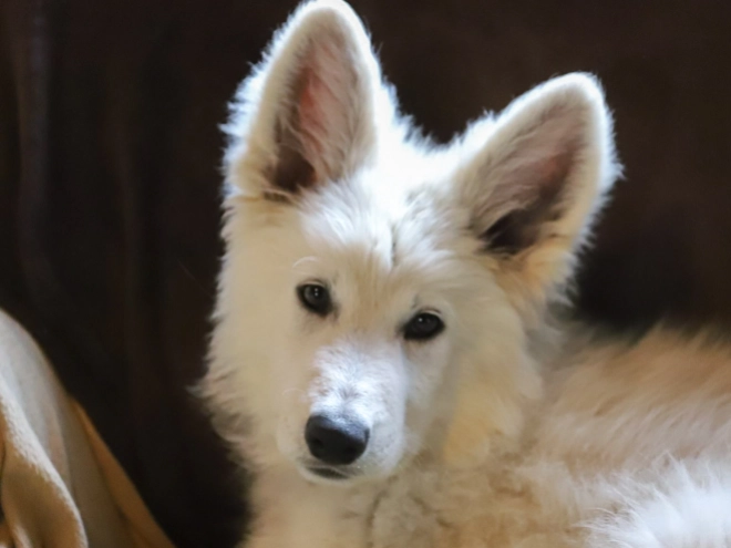 Berger Blanc Suisse Welpe kaufen