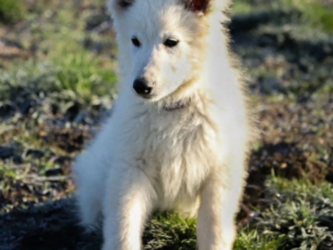 Berger Blanc Suisse Welpe kaufen