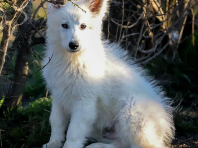 Berger Blanc Suisse Welpe kaufen
