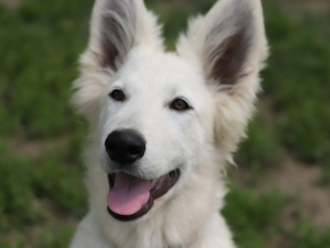 Berger Blanc Suisse Welpe kaufen