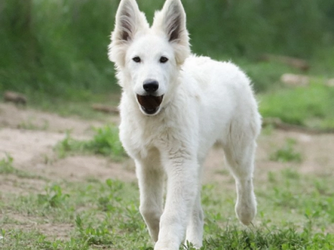 Berger Blanc Suisse Welpe kaufen