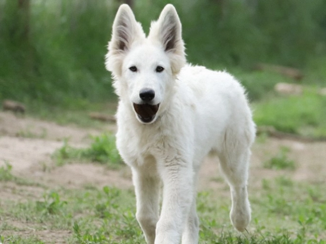 Berger Blanc Suisse Welpe kaufen