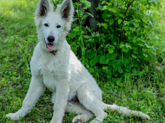 Berger Blanc Suisse Welpe kaufen