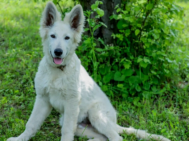 Berger Blanc Suisse Welpe kaufen