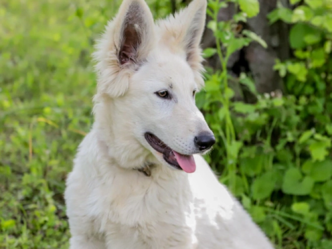 Berger Blanc Suisse Welpe kaufen