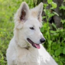 Kong, white Berger Blanc Suisse Welpen kaufen