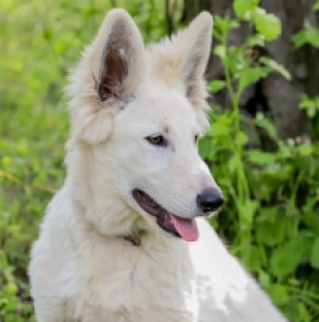 Berger Blanc Suisse Welpe kaufen