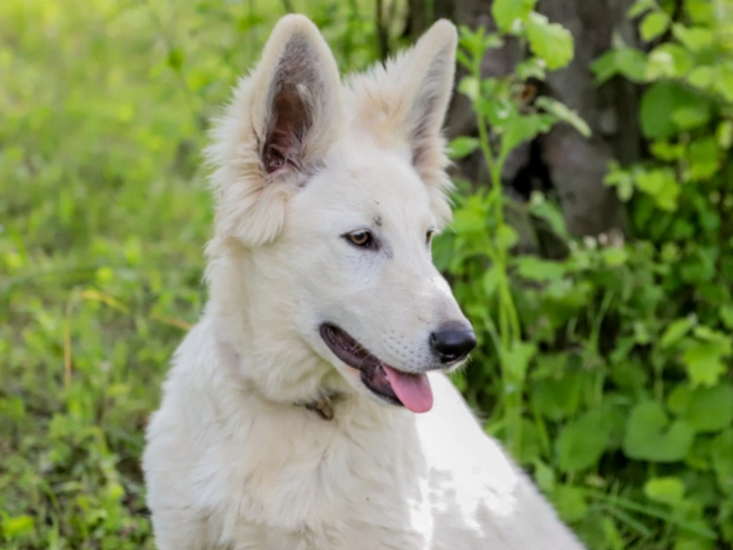 Berger Blanc Suisse Welpe kaufen
