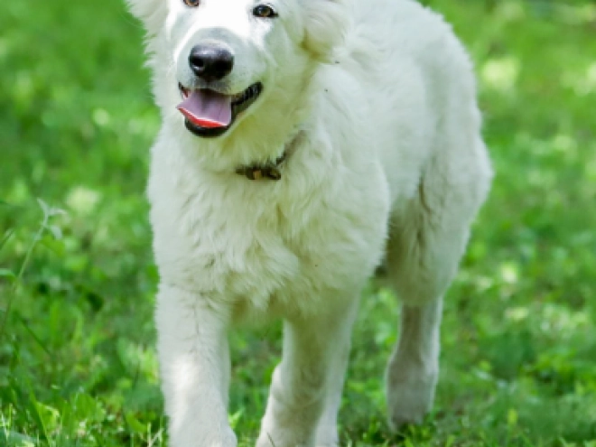 Berger Blanc Suisse Welpe kaufen