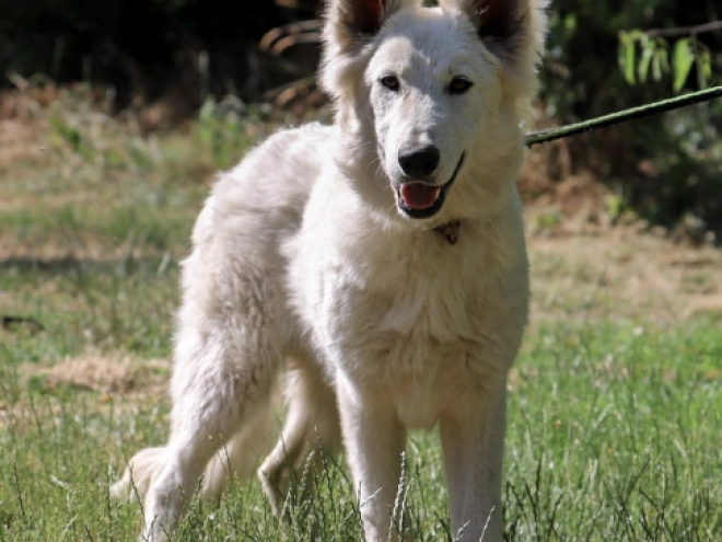 Perros Pastor Blanco Suizo en venta