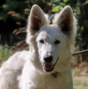 Perros Pastor Blanco Suizo en venta