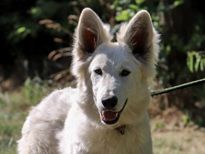 Perros Pastor Blanco Suizo en venta