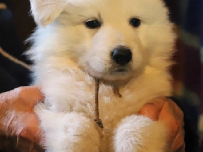 Berger Blanc Suisse Welpe kaufen