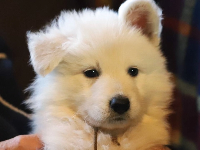 Berger Blanc Suisse Welpe kaufen
