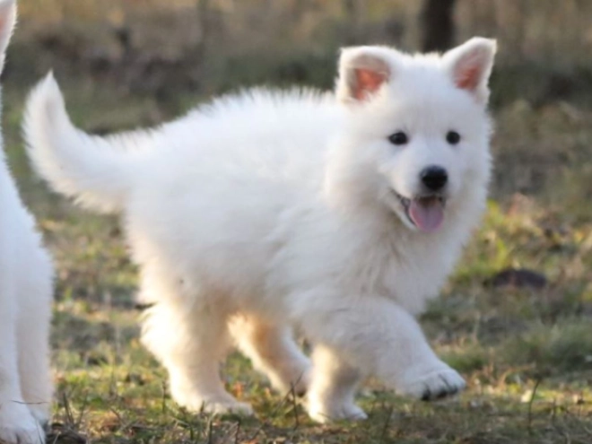 Berger Blanc Suisse Welpe kaufen