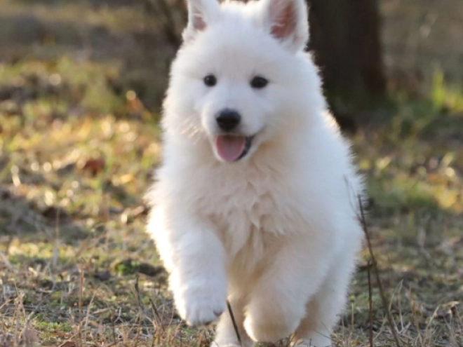 Berger Blanc Suisse Welpe kaufen