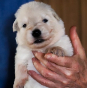 Berger Blanc Suisse Welpe kaufen