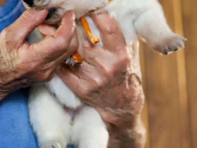 White Swiss Shepherd Dog puppy for sale