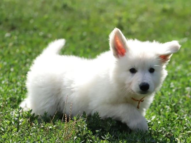 Perros Pastor Blanco Suizo en venta