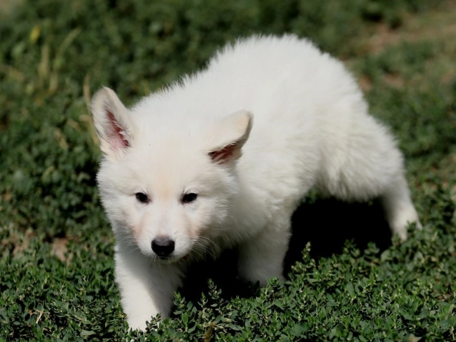 Perros Pastor Blanco Suizo en venta