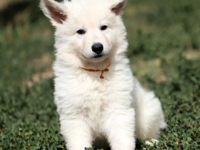 Perros Pastor Blanco Suizo en venta