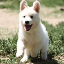 White Chocolate, white White Swiss Shepherd Dog for sale