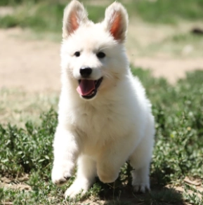 Berger Blanc Suisse Welpe kaufen