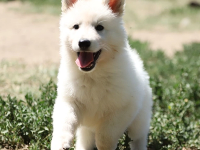 Perros Pastor Blanco Suizo en venta