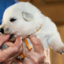 White Chocolate, white White Swiss Shepherd Dog for sale
