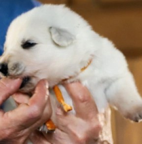 Berger Blanc Suisse Welpe kaufen