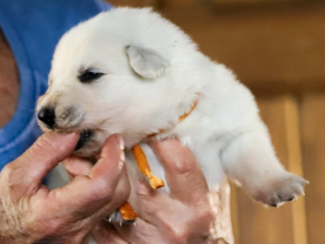 White Swiss Shepherd Dog puppy for sale