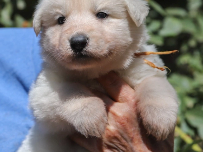 White Swiss Shepherd Dog puppy for sale