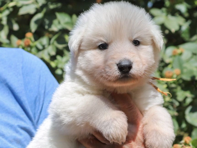 White Swiss Shepherd Dog puppy for sale