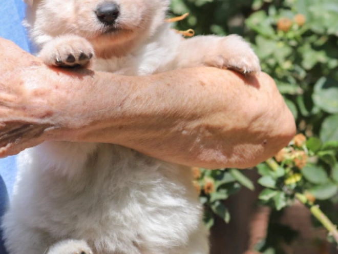 White Swiss Shepherd Dog puppy for sale