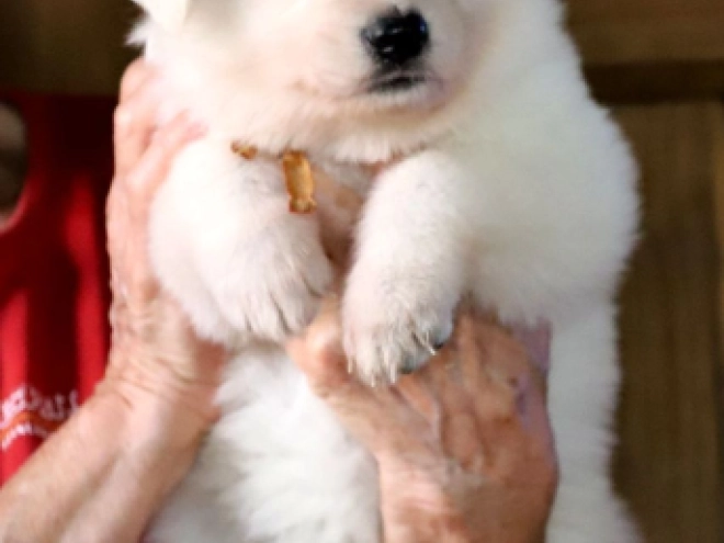 White Swiss Shepherd Dog puppy for sale