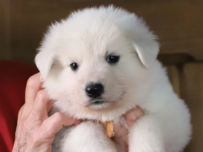 White Swiss Shepherd Dog puppy for sale