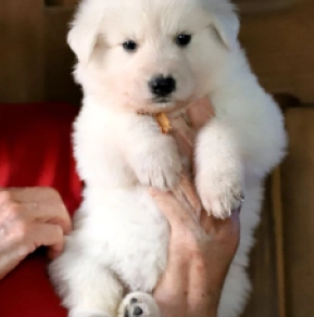 Perros Pastor Blanco Suizo en venta