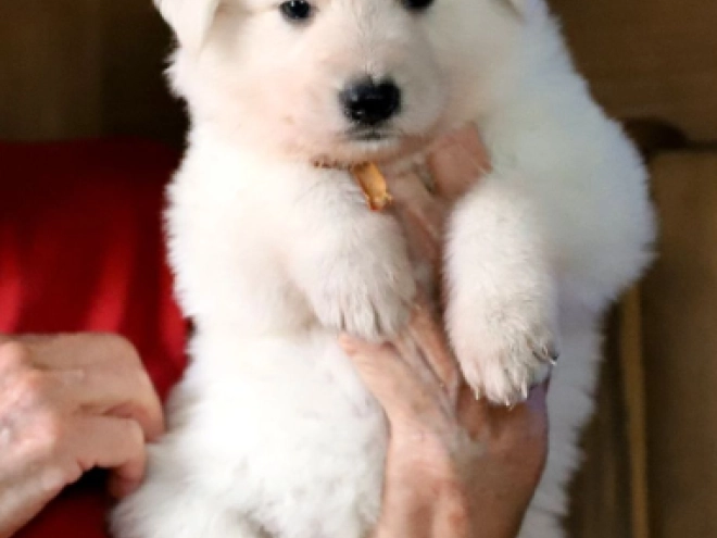 White Swiss Shepherd Dog puppy for sale