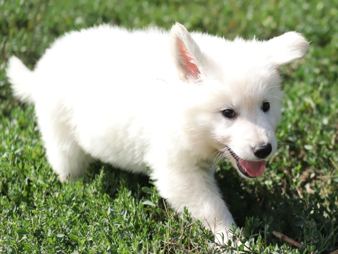 Perros Pastor Blanco Suizo en venta