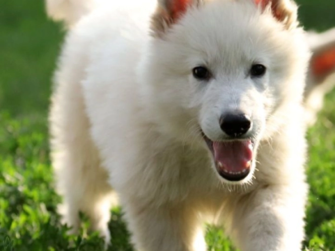 Berger Blanc Suisse Welpe kaufen