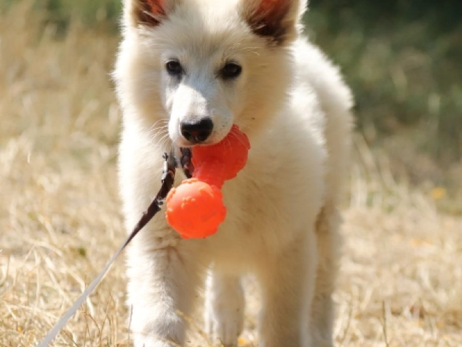 Berger Blanc Suisse Welpe kaufen