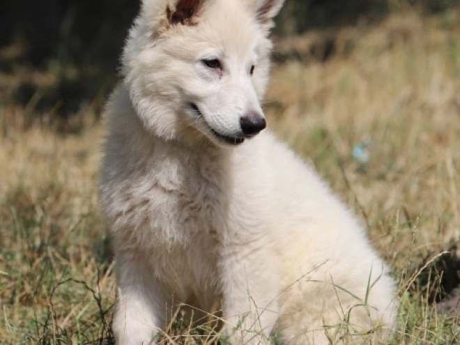 Berger Blanc Suisse Welpe kaufen