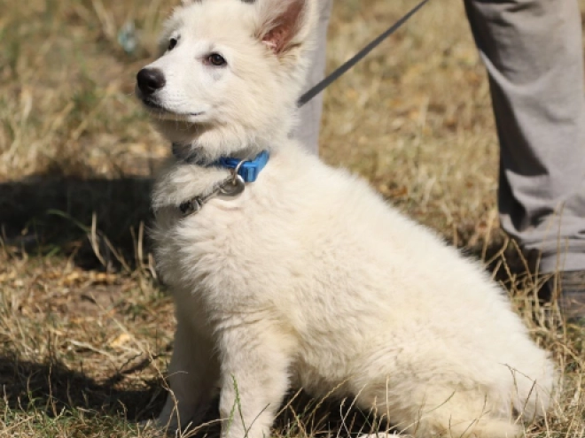 Berger Blanc Suisse Welpe kaufen