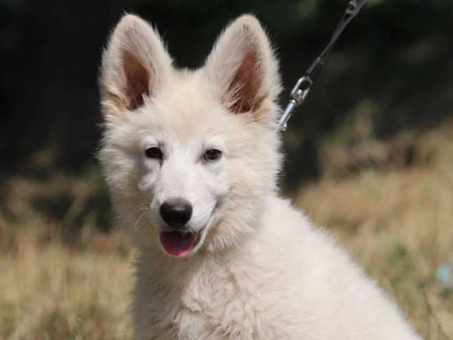 Berger Blanc Suisse Welpe kaufen
