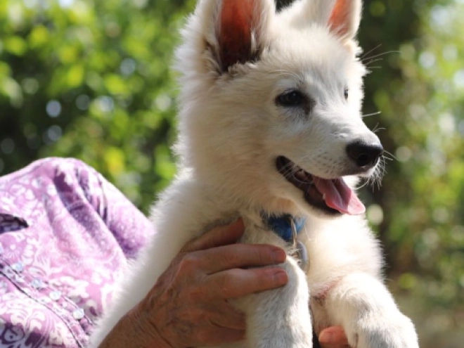 Berger Blanc Suisse Welpe kaufen