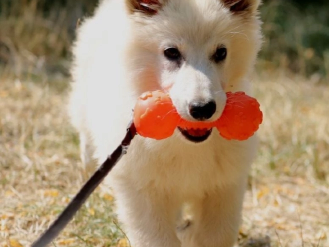Berger Blanc Suisse Welpe kaufen