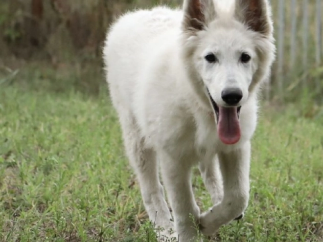 Berger Blanc Suisse Welpe kaufen