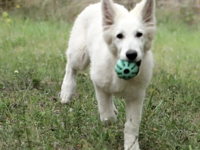 Berger Blanc Suisse Welpe kaufen