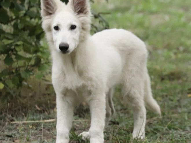Berger Blanc Suisse Welpe kaufen